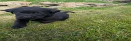 Labrador Retriever dogs for sale: Beautiful KC Labrador Puppies - Advert 5