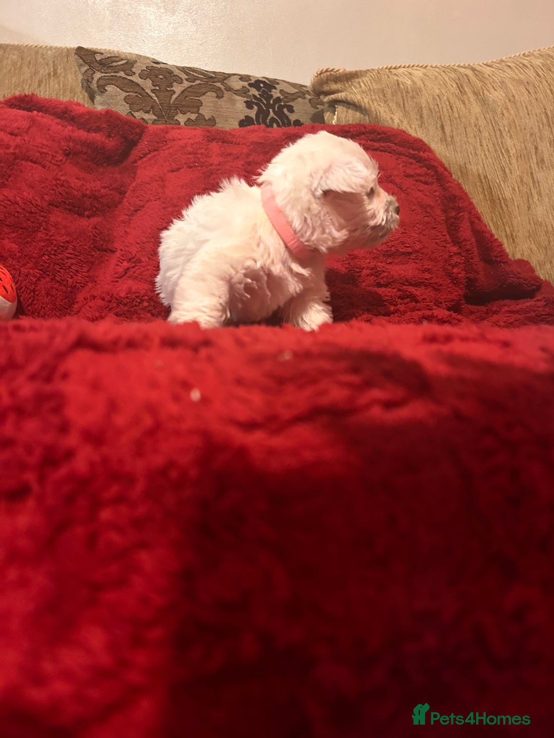 West Highland Terrier dogs for sale: West highland puppies - Advert 37