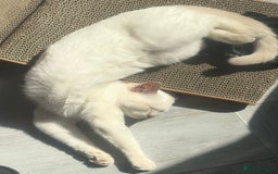 British Shorthair cats for sale: British short hair, Kittens in Greenford - Image 25