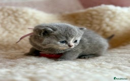 British Shorthair cats for sale: British Shorthair Kittens - Image 33