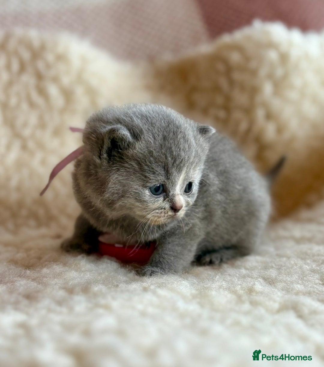 British Shorthair cats for sale: British Shorthair Kittens - Image 33