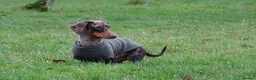 Miniature Dachshund dogs for stud: Miniature Dachshund Stud Kc registered & Pra clear in Stowmarket - Advert 9