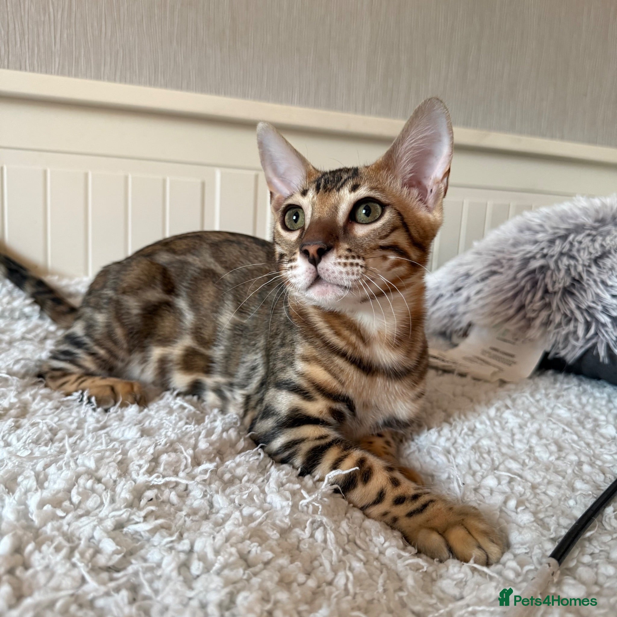 Bengal cats 🐆Adorable bengal kitten 🐆 - Advert 10