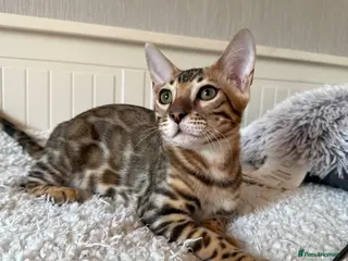 Bengal cats 🐆Adorable bengal kitten 🐆 - Advert 10