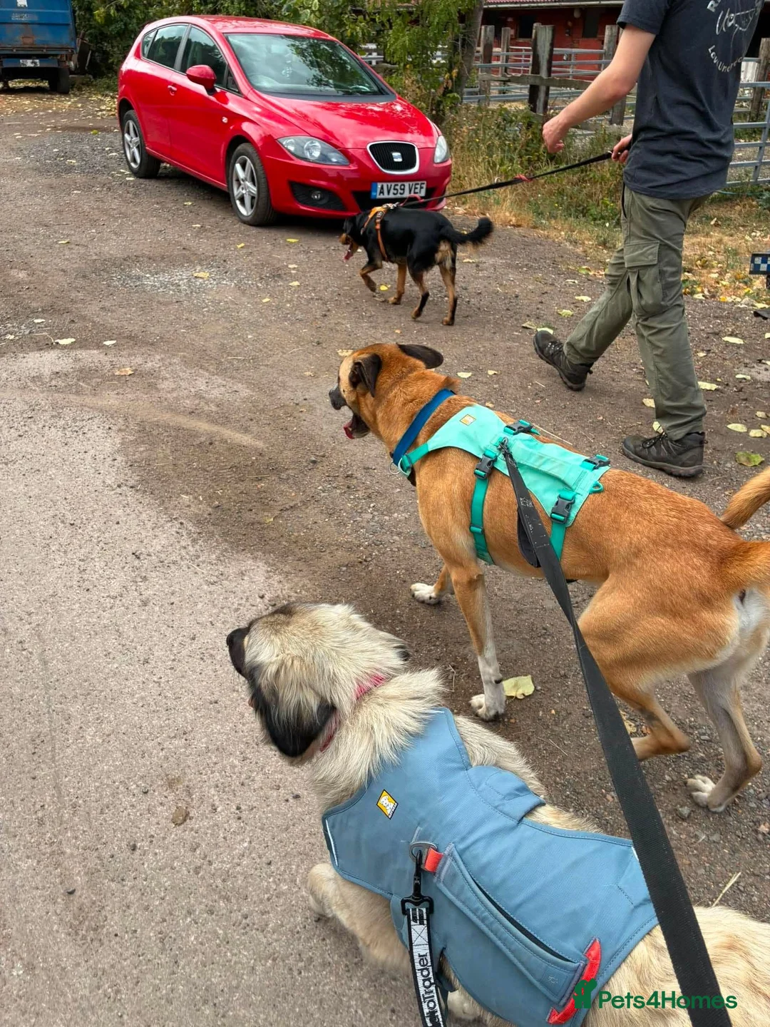 English Springer Spaniel dogs for adoption: Bertie needs a loving home - Advert 10