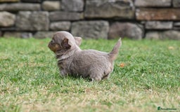 Chihuahua dogs for sale: ⭐️Gorgeous Long haired Lilac and Tan Chihuahuas ⭐️ - Image 12