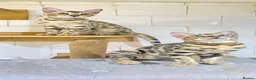 Bengal cats for sale: 🔥✨Pedigree TICA-Registered Bengals - Advert 21