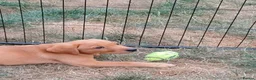 Labrador Retriever dogs for sale: Labrador Puppies Fox Red - Advert 6