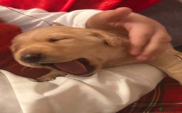 Labrador Retriever dogs for sale: Adorable fox red puppies  - Advert 8