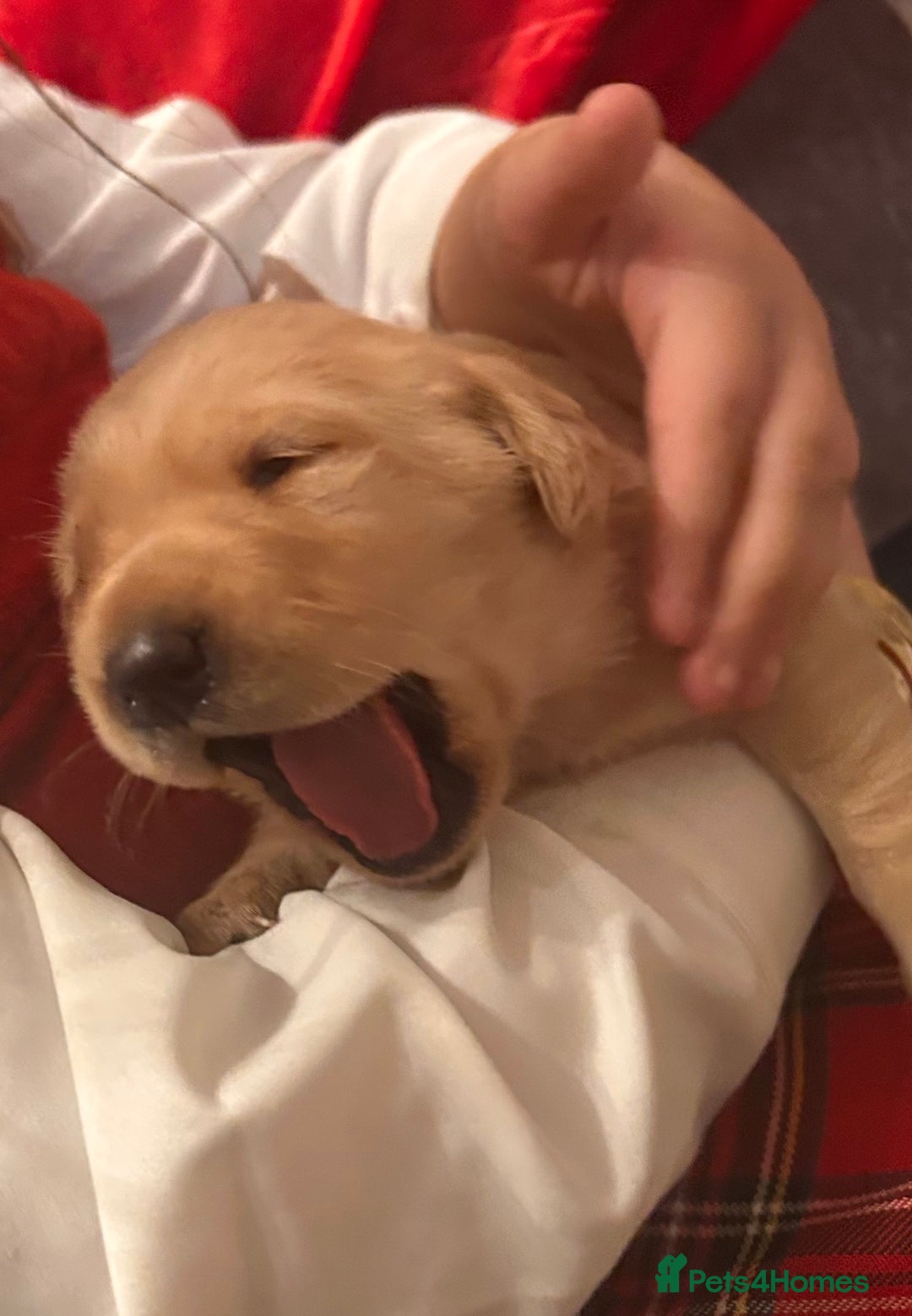 Labrador Retriever dogs for sale: Adorable fox red puppies  - Advert 8