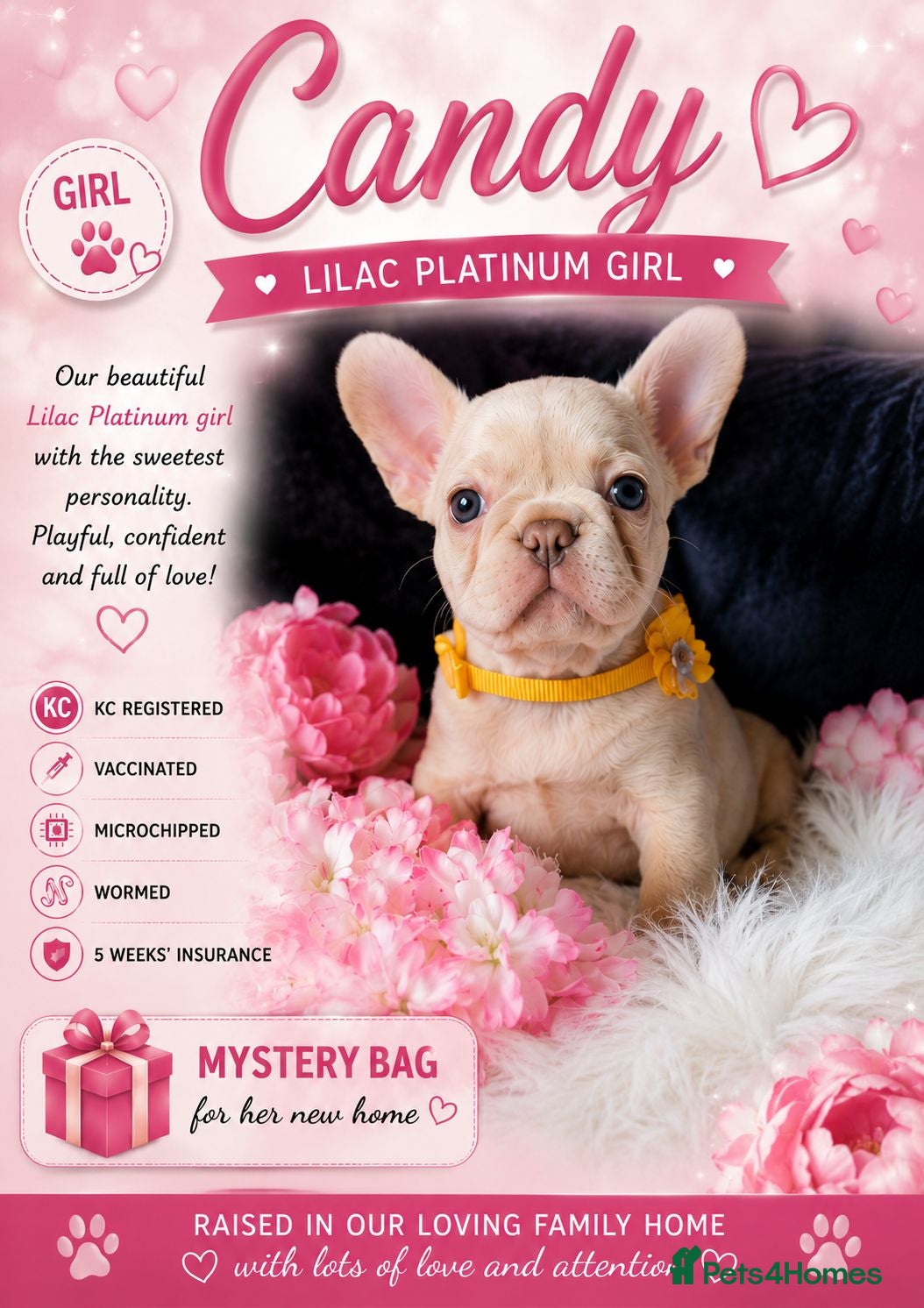 French Bulldog dogs Only little Candy to find her perfect 5* Home - Advert 11