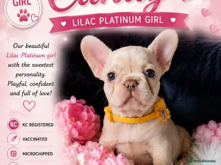 French Bulldog dogs Only little Candy to find her perfect 5* Home - Advert 11