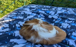 Guinea Pig rodents for sale: Baby guinea pigs - Image 5