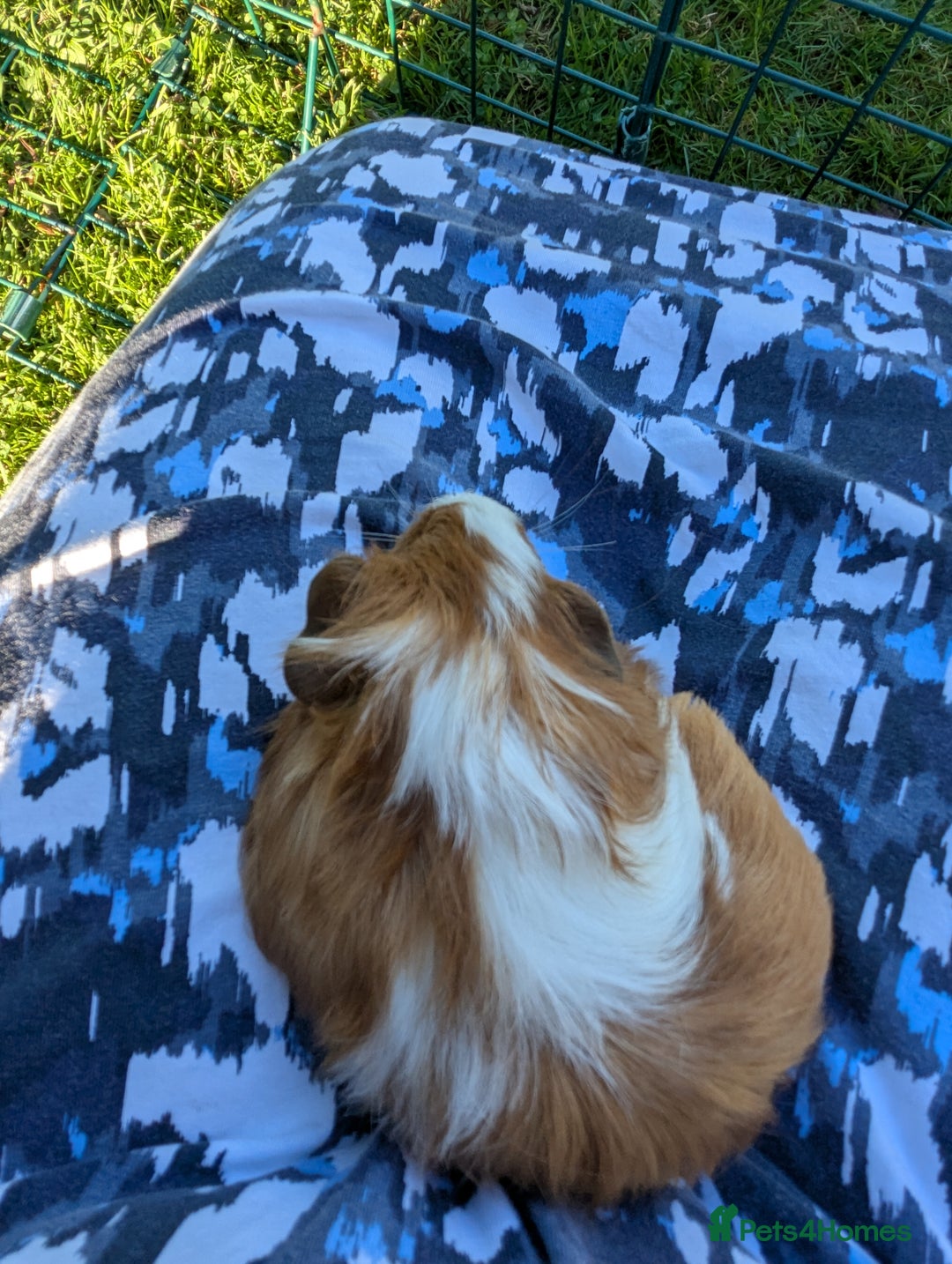 Guinea Pig rodents for sale: Baby guinea pigs - Image 5