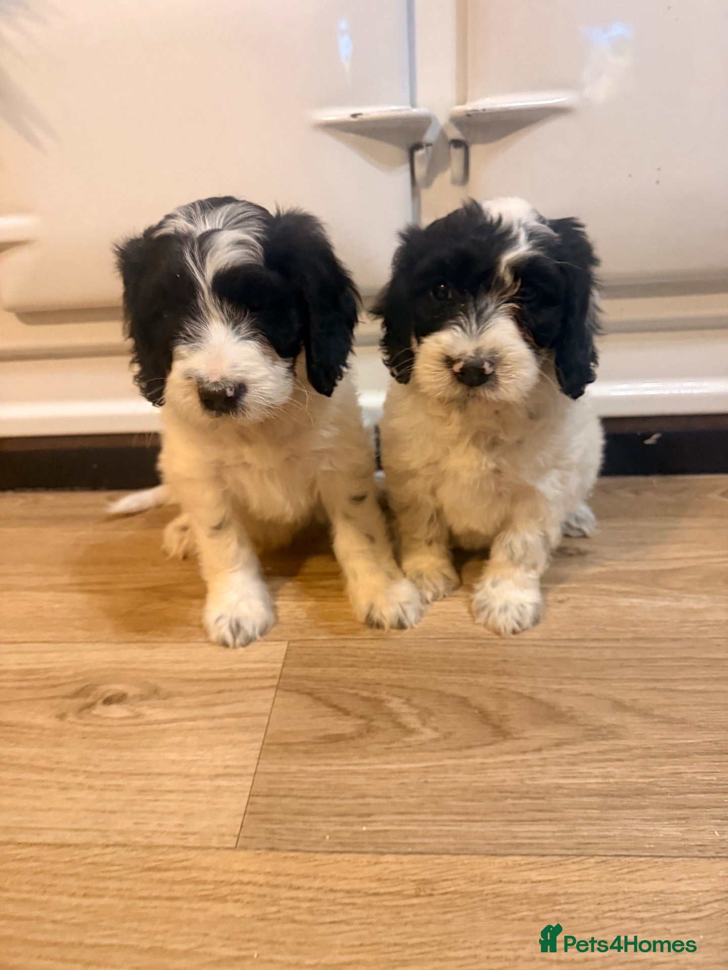 Cockapoo dogs Ready for new 🏡 1🩷1 🩵available  - Advert 1