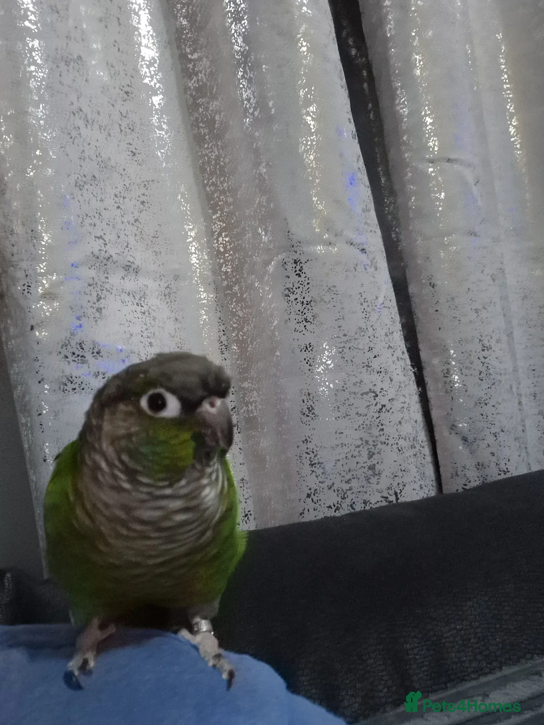 Conures birds for sale: Green cheek conure & pied cockatiel  - Advert 1