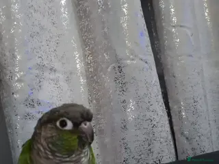 Conures birds Green cheek conure & pied cockatiel - Advert 1