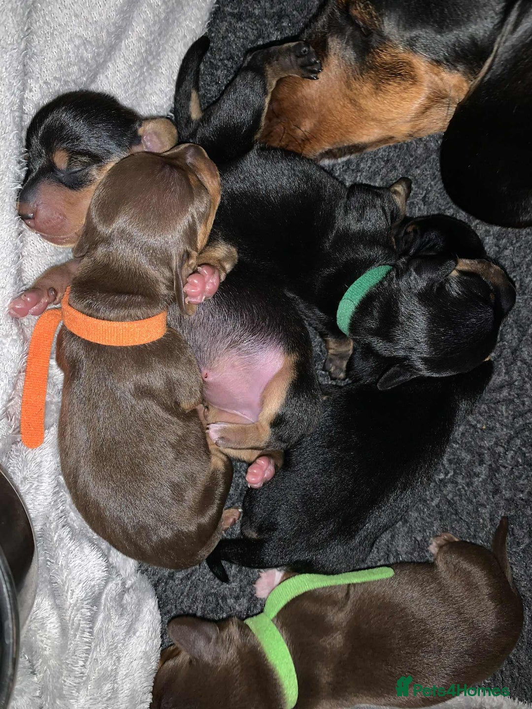 Miniature Dachshund dogs for sale: Miniature Dachshund's   - Advert 5