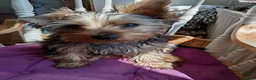 Yorkshire Terrier dogs for stud: Sparky - Advert 15