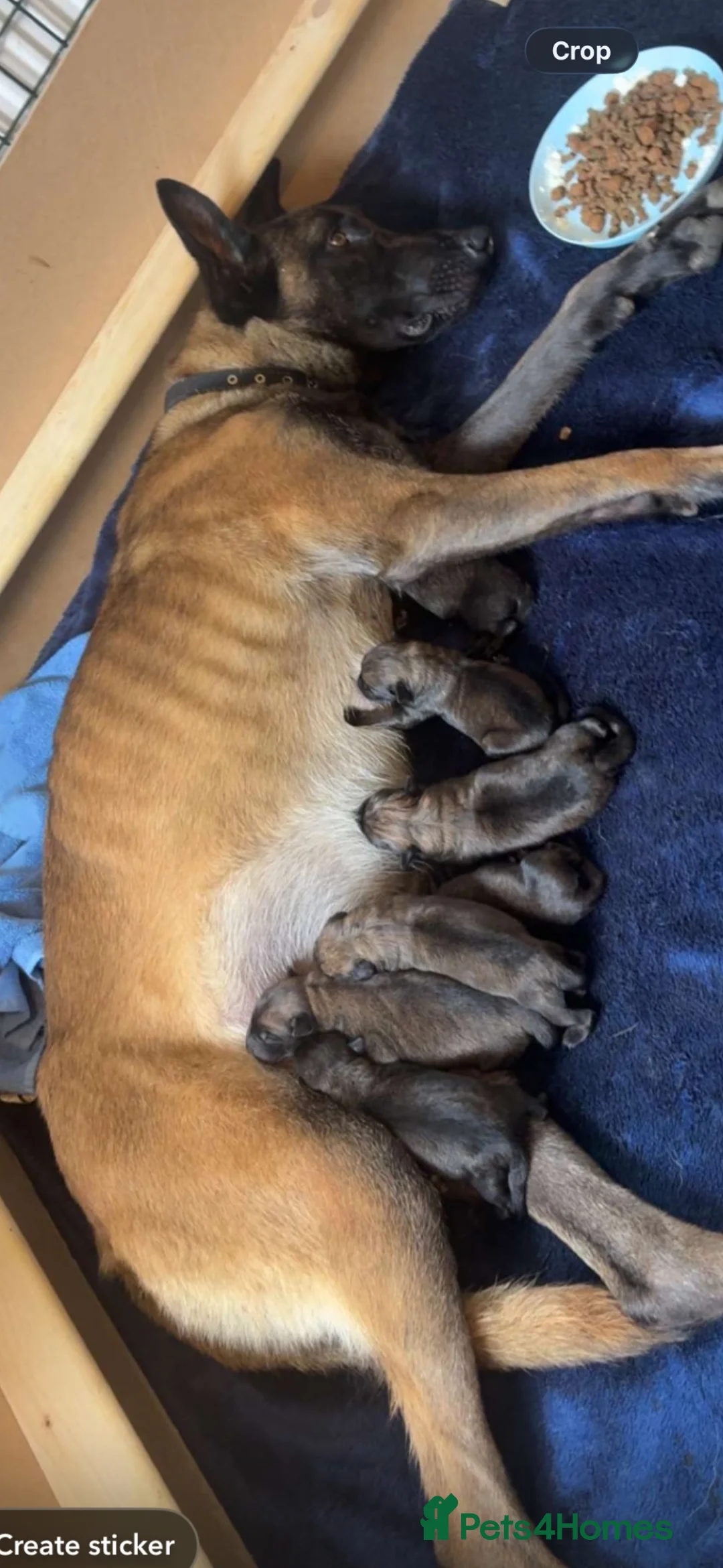 Belgian Shepherd Dog dogs for sale: Belgium malinois pups - Advert 9