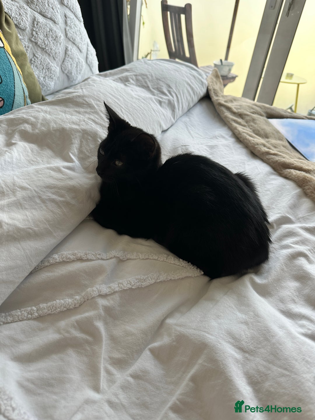Mixed Breed cats for sale: Black cat for sale - Image 3