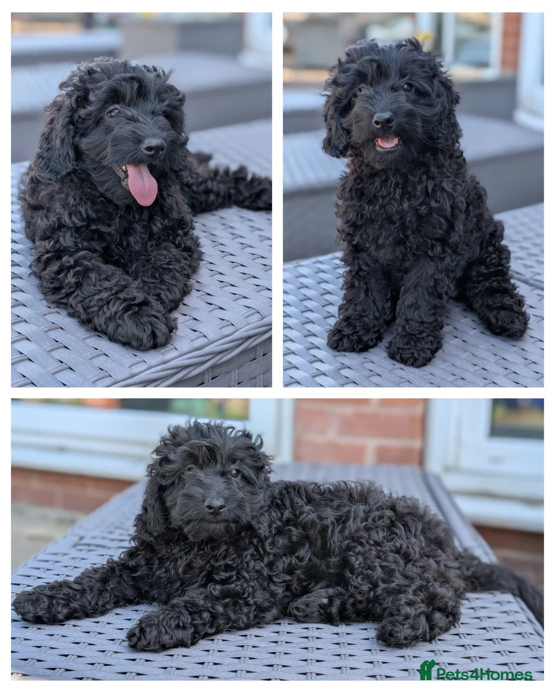 Cavapoo dogs for sale: Gorgeous Cavapoo boys - Advert 1