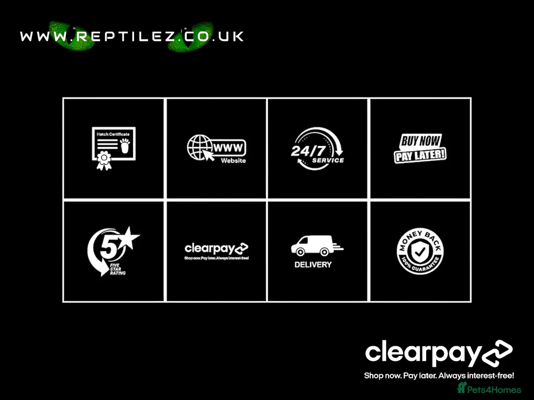 Gecko reptiles for sale: GECKO BABIES - Advert 2