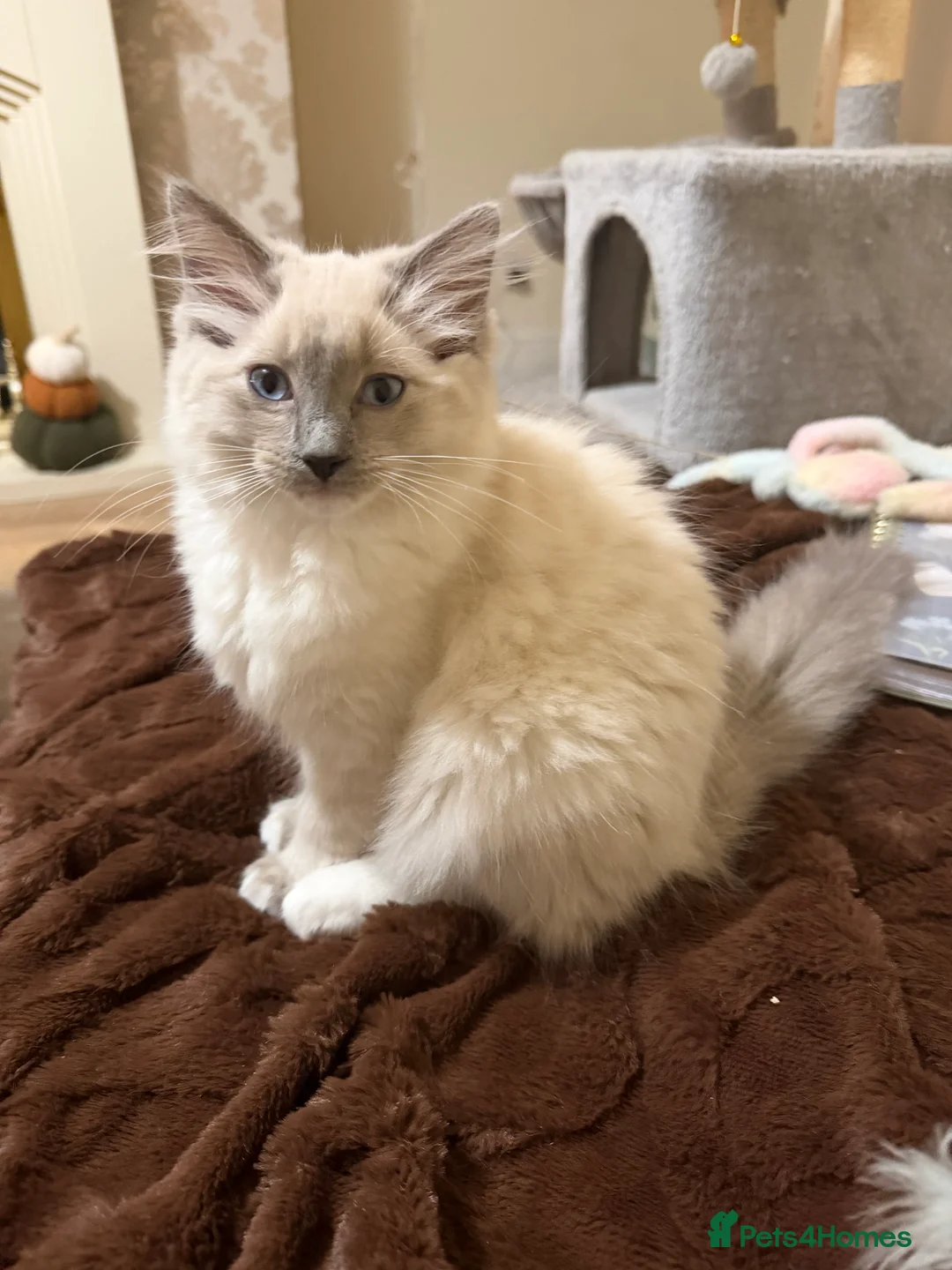 Siamese cats for sale: Siamese/ragdoll cross  in Rochdale - Advert 2