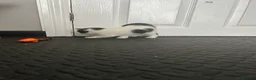 Domestic Shorthair cats for sale: Beautiful Black & White Kittens – Very Socialised - Advert 9