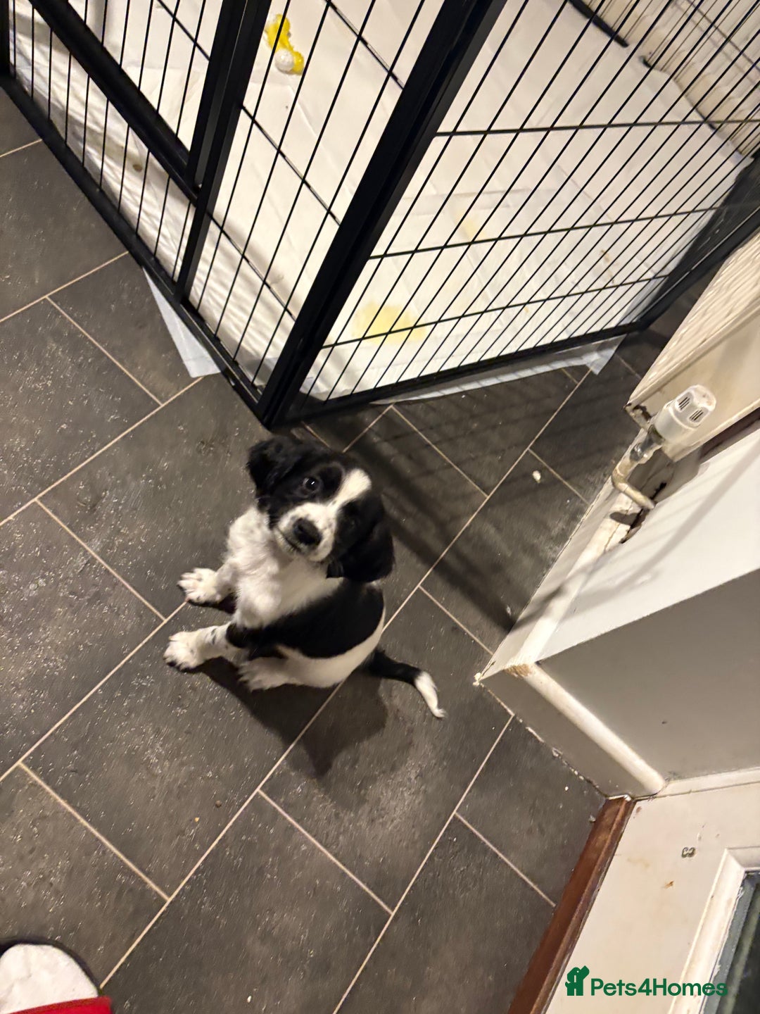 Sprocker dogs for sale: SPRINGER PUPPIES - Advert 11