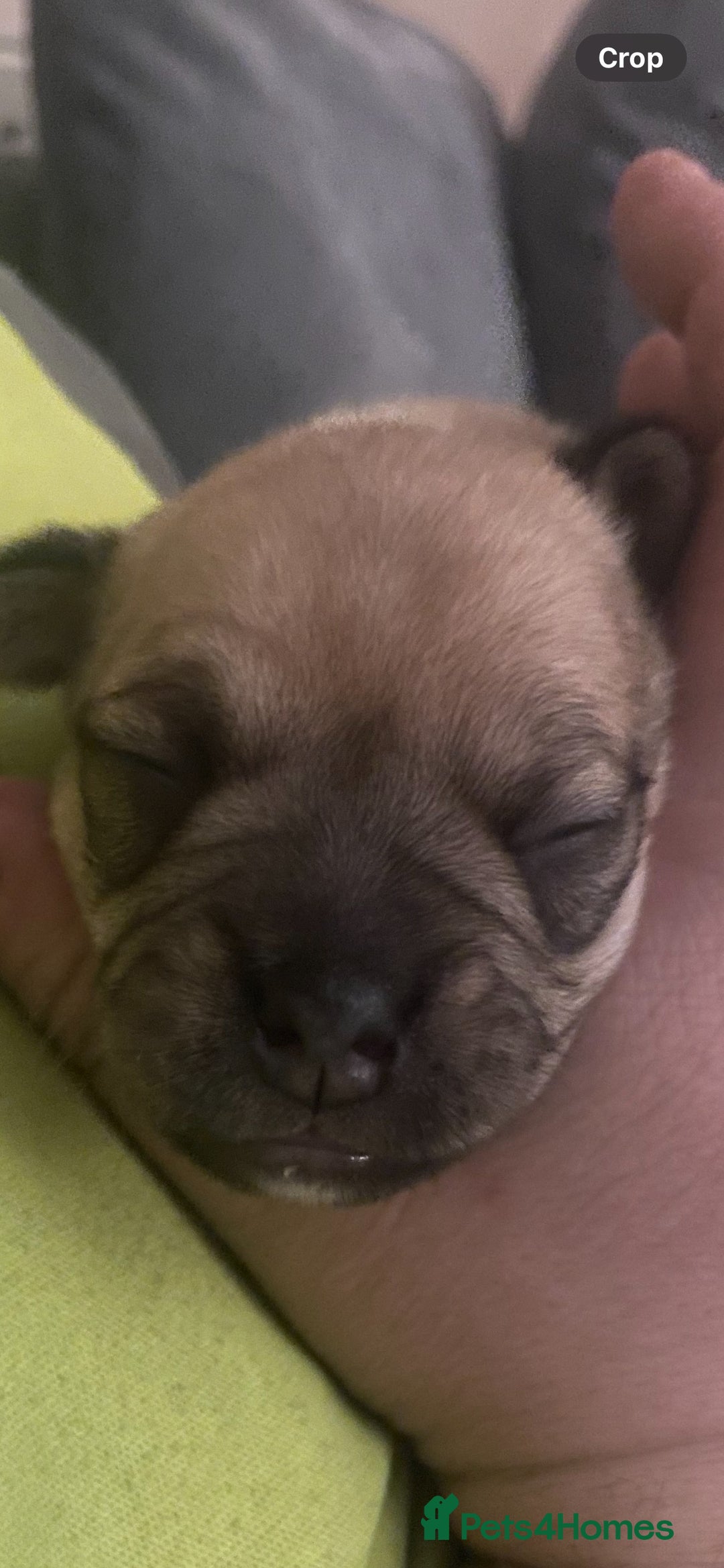 Jug dogs for sale: Jug pups  - Advert 6