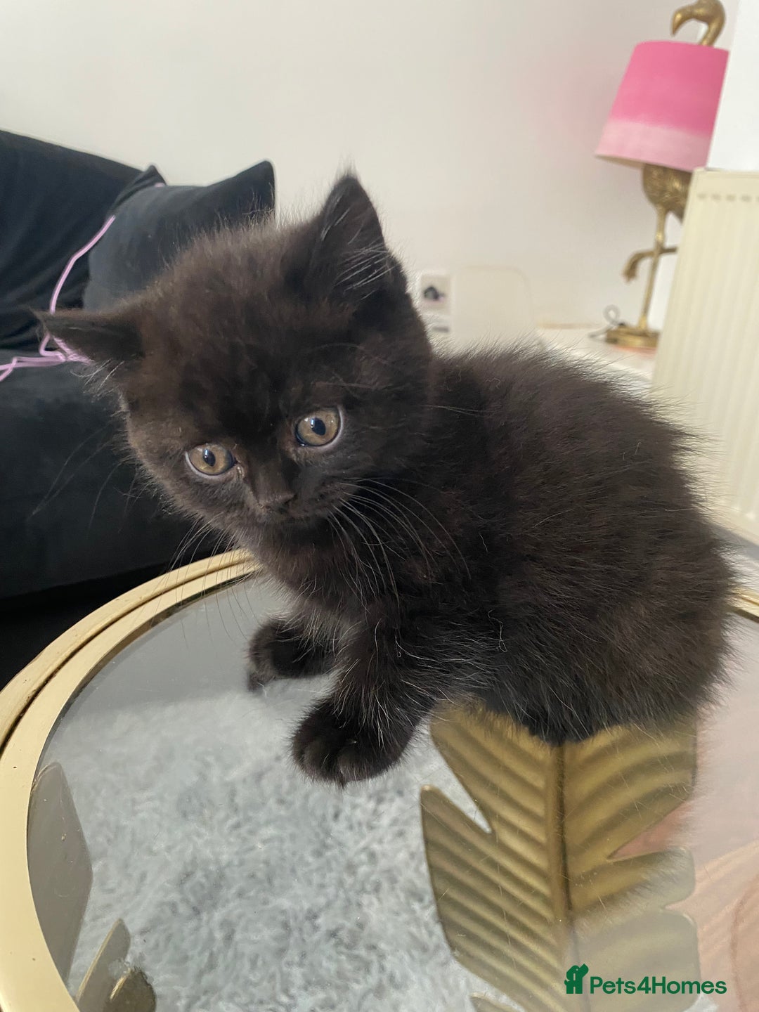British Shorthair cats for sale: Beautiful British Short Hair Kittens in Coventry - Image 11