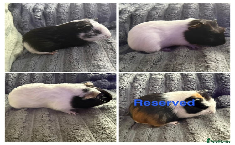 Guinea Pig rodents - Advert 12
