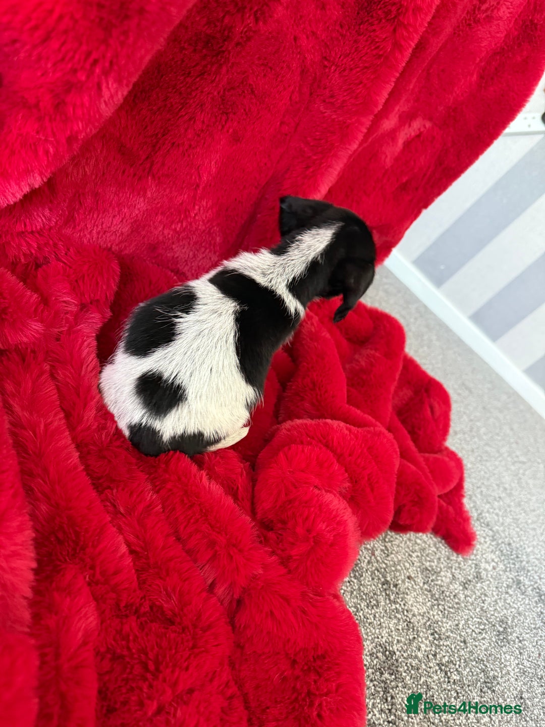 Mixed Breed dogs for sale: Gorgeous Springerjack Puppies  - Advert 13