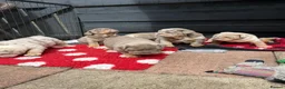 English Bulldog dogs for sale:  Beautiful English Bulldog Puppies in Llanelli - Advert 3