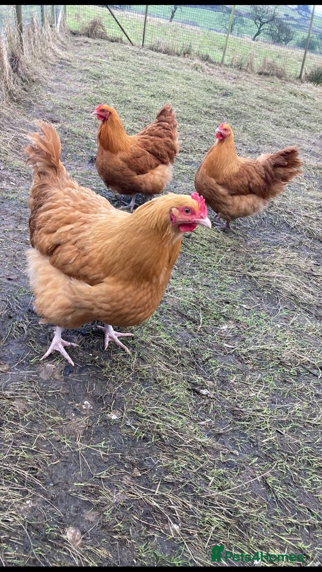 Hens poultry for sale: Black silkies.  - Advert 2