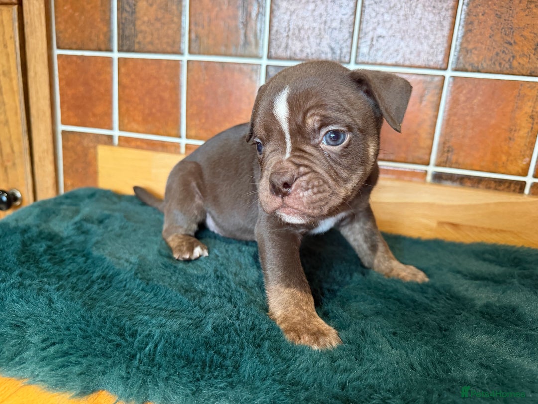 Olde English Bulldogge dogs for sale: Old English Bulldog PUPPIES 👀‼️ - Advert 17