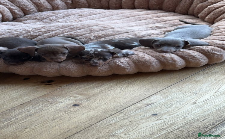 Miniature Dachshund dogs - Advert 6