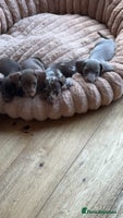 Miniature Dachshund dogs - Advert 1