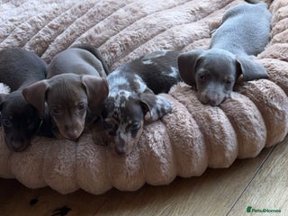 Miniature Dachshund dogs - Advert 36