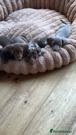Miniature Dachshund dogs - Advert 6