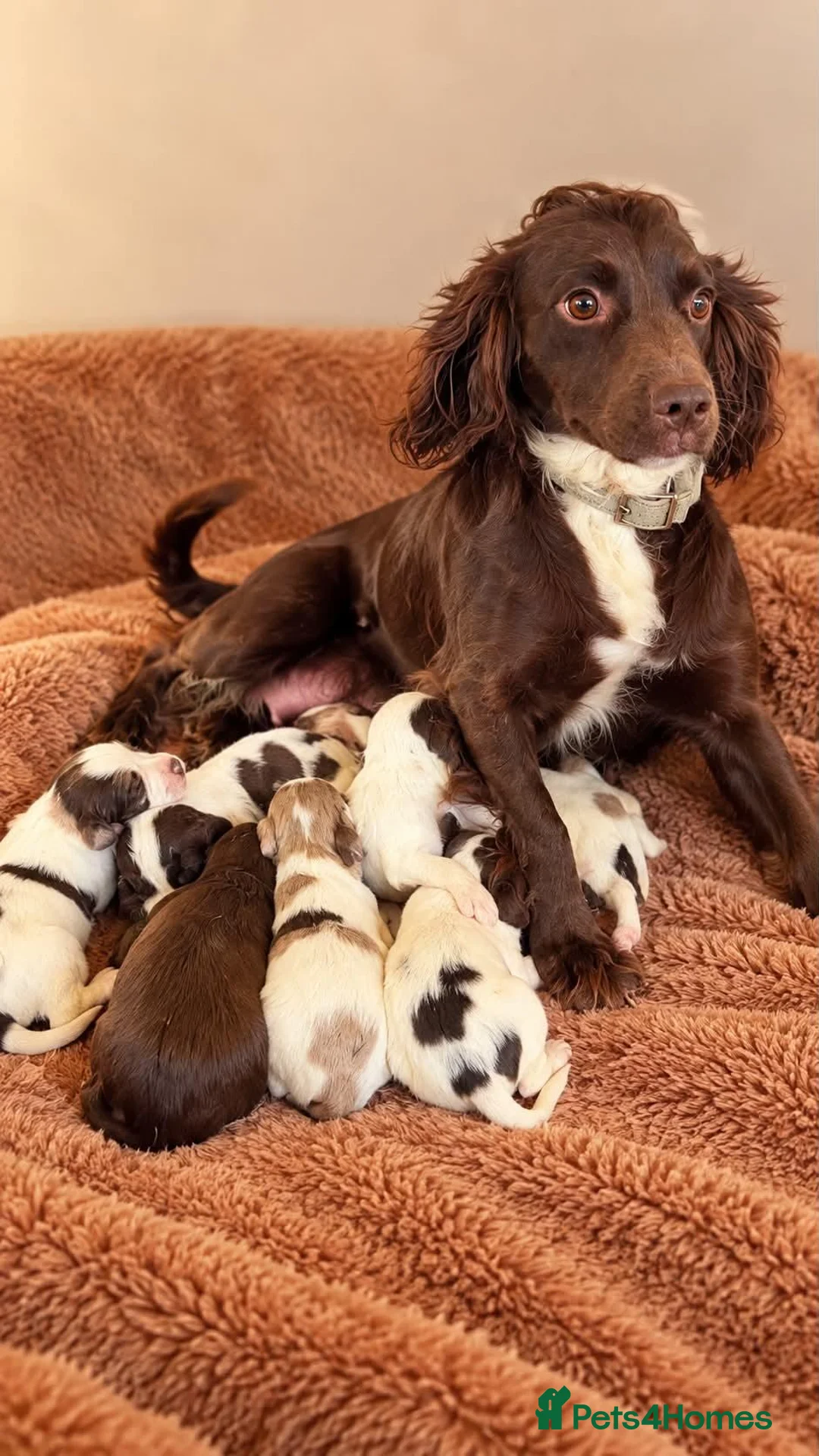 Cocker Spaniel dogs for sale: Beautiful merle cocker puppies - Advert 1
