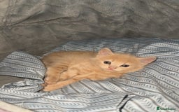 Mixed Breed cats for sale: Two beautiful kittens for sale  - Image 4