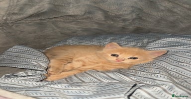 Mixed Breed cats - Advert 3