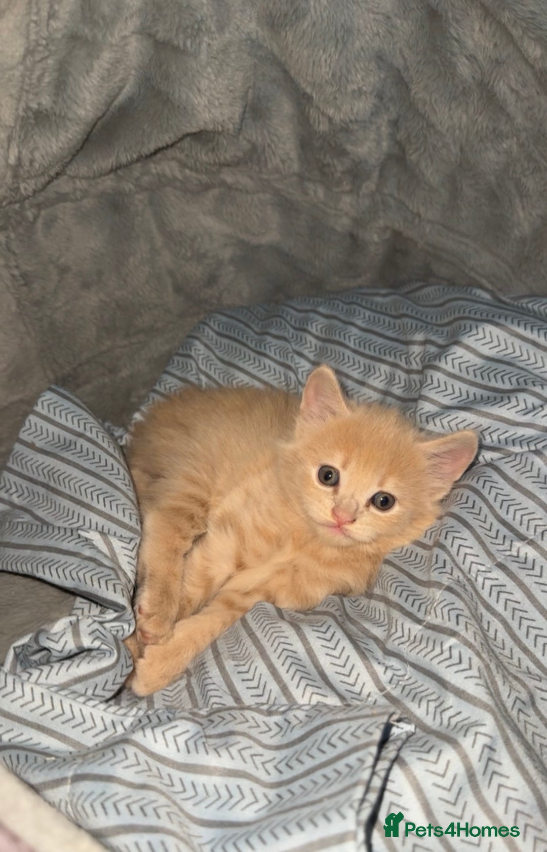 Mixed Breed cats for sale: Two beautiful kittens for sale  - Image 4