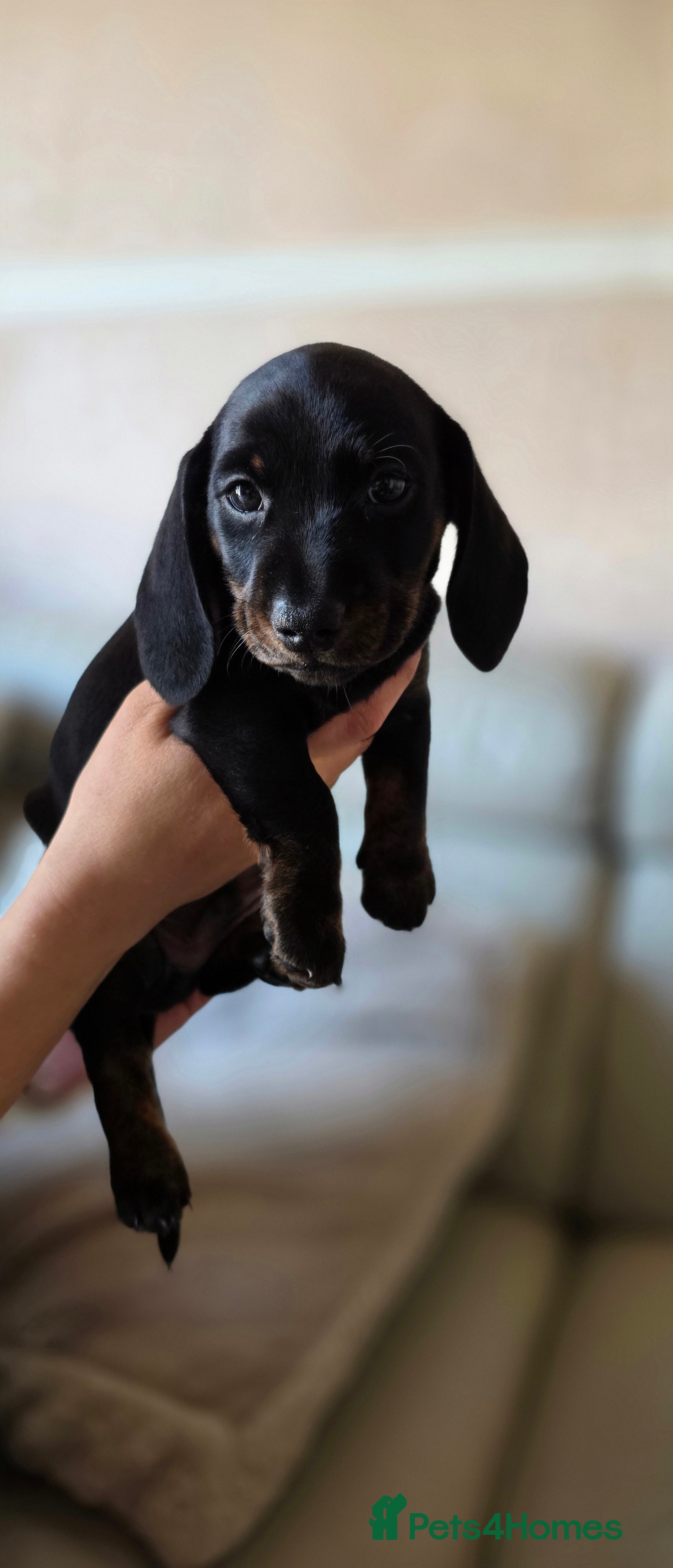 Dachshund dogs READY IN 2 WEEKS- Stunning Mini Dachshund litter - Advert 1