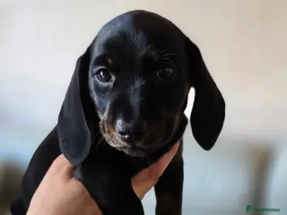Dachshund dogs READY IN 2 WEEKS- Stunning Mini Dachshund litter - Advert 13