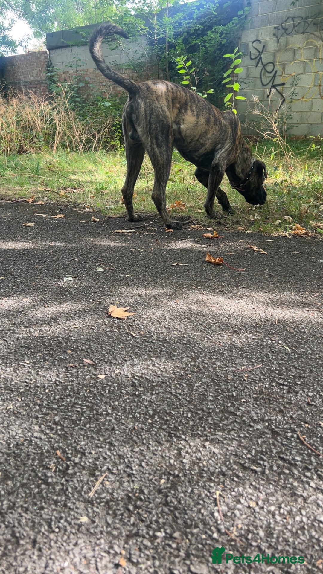 Presa Canario dogs for stud: Working line Presa for stud puppy deals available  - Image 6