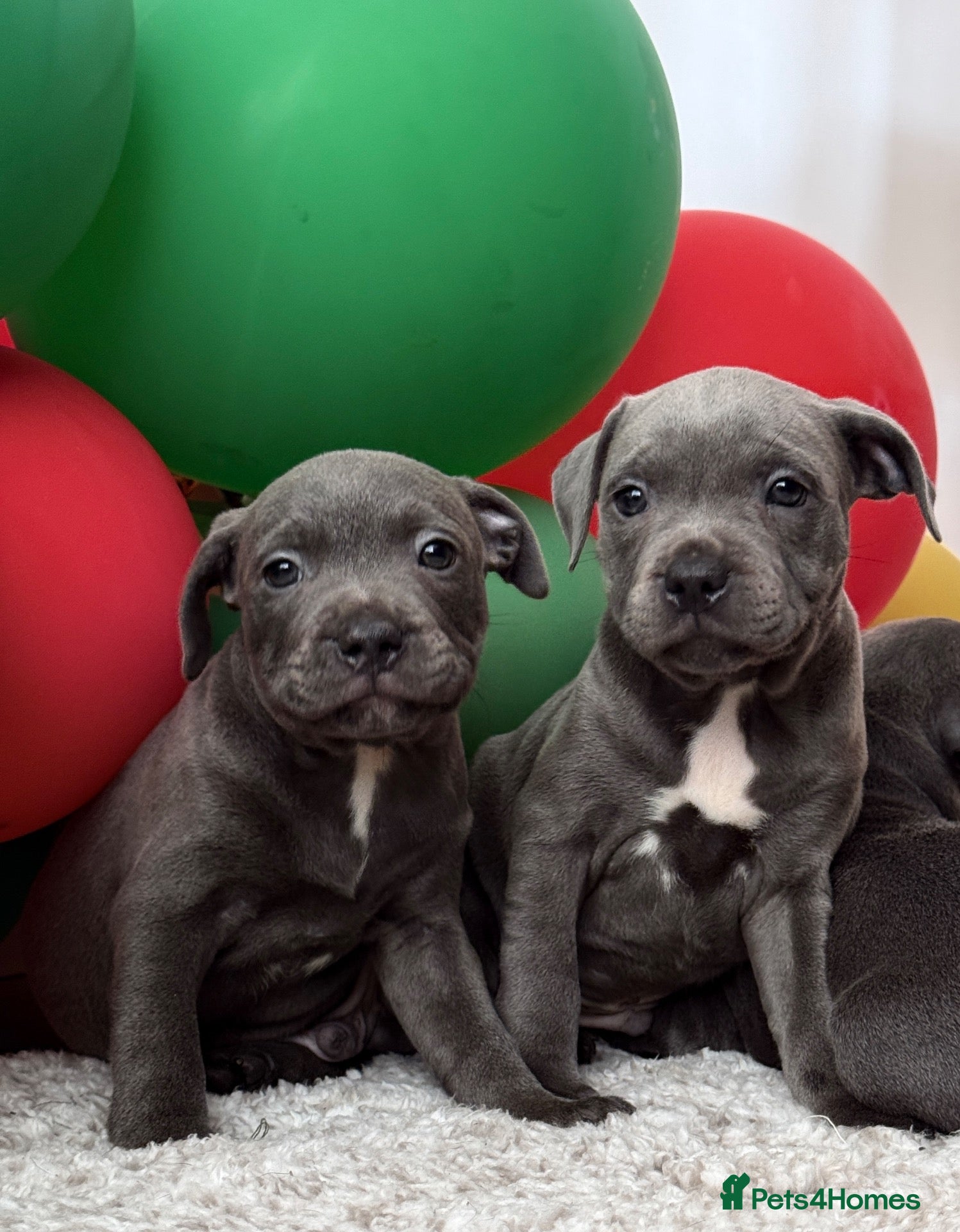 Staffordshire Bull Terrier dogs Staffordshire Bull Terrier puppies!  - Advert 1