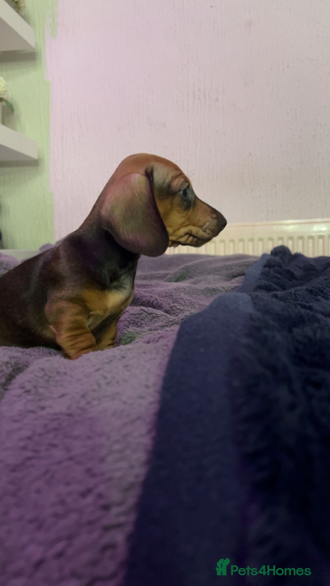 Miniature Dachshund dogs for sale: Ready to leave Miniature dachshunds cearphilly  - Image 31